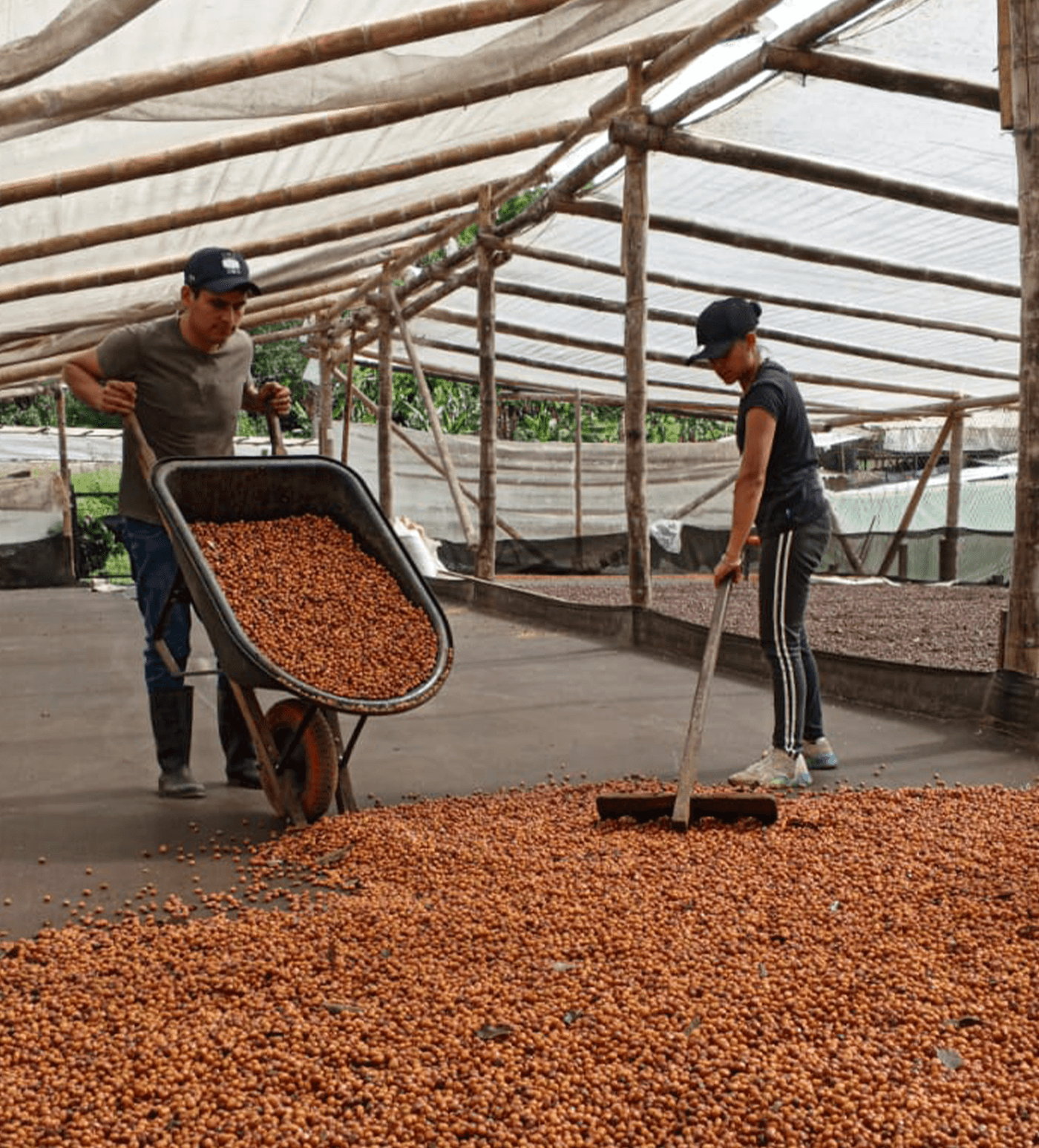 Verve Coffee Roasters - Gerson Mora Bourbon Aji Farmlevel Reserve - Producer Image